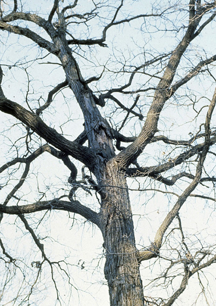 Diagnosis of Tree Problems